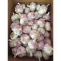 Chinese 2017 Crop Fresh Common and Pure White Garlic